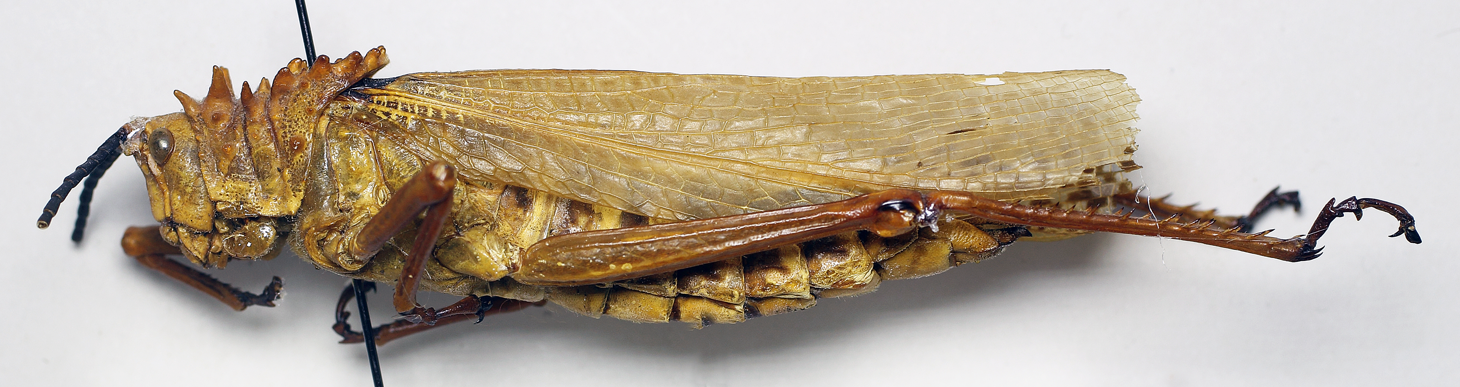 CollectionObject 1501032; d9e06058-5cd8-4bbc-9128-a36c1b7437de: female, lateral view (holotype). (CollectionObject).