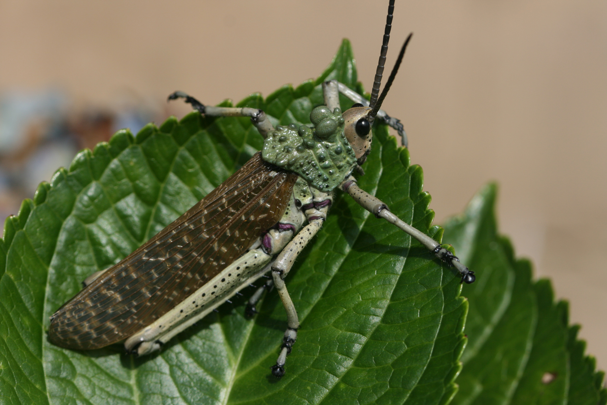 Phymateus (Maphyteus) leprosus leprosus (Fabricius, 1793): 2014. male (Kwa Zulu Natal, Karkloof). (Otu).