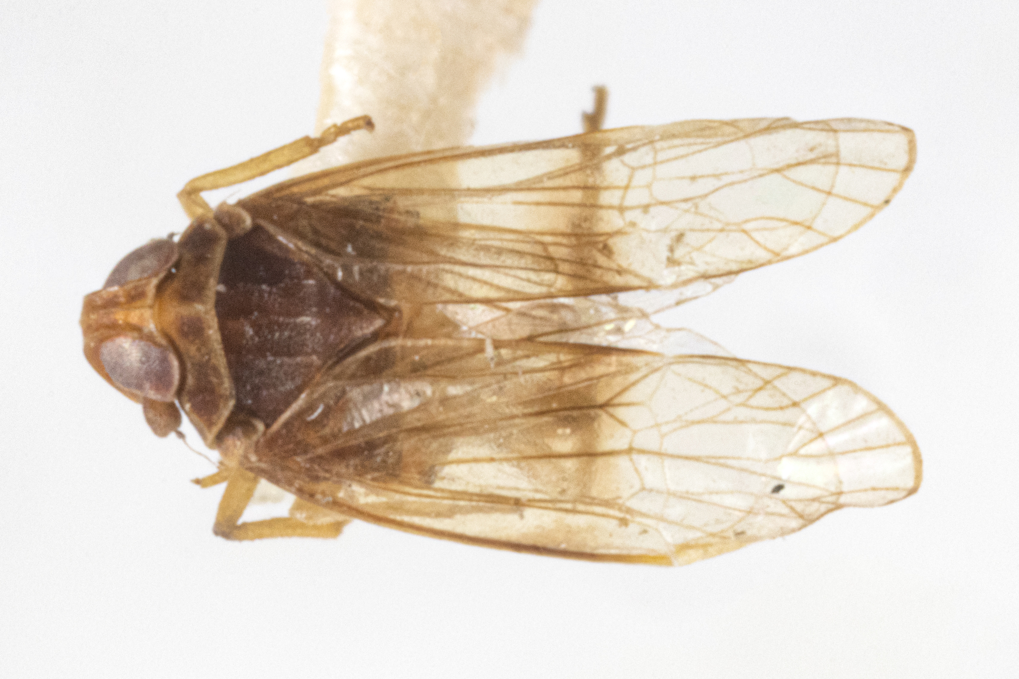 Habitus, dorsal view: !! display not done !! on Quilessa fasciata Fennah, 1945: (Observation).