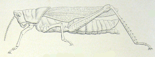 Poekilocerus pictus (Fabricius, 1775): Pl. III, 18. female habitus. (Otu).