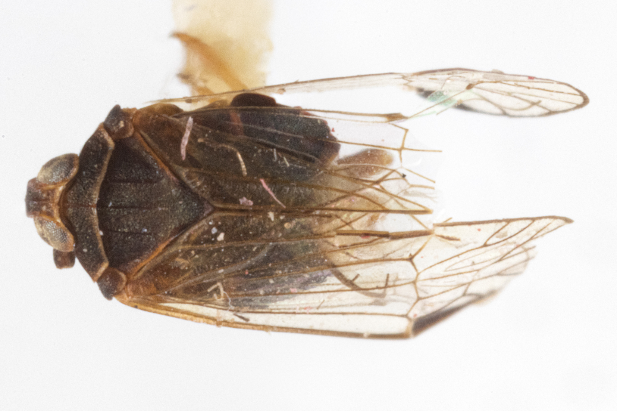 Habitus, dorsal view: !! display not done !! on Quilessa Fennah, 1942: Quilessa sp. (Observation).