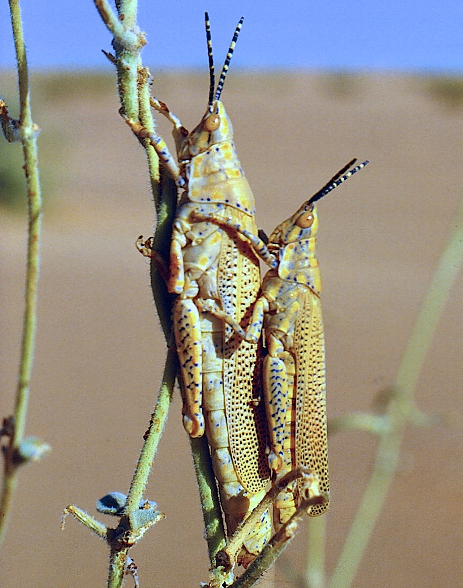 Poekilocerus bufonius hieroglyphicus (Klug, 1832): male and female, Abangharit, Tamesna, Niger 28-1-1991. (Otu).