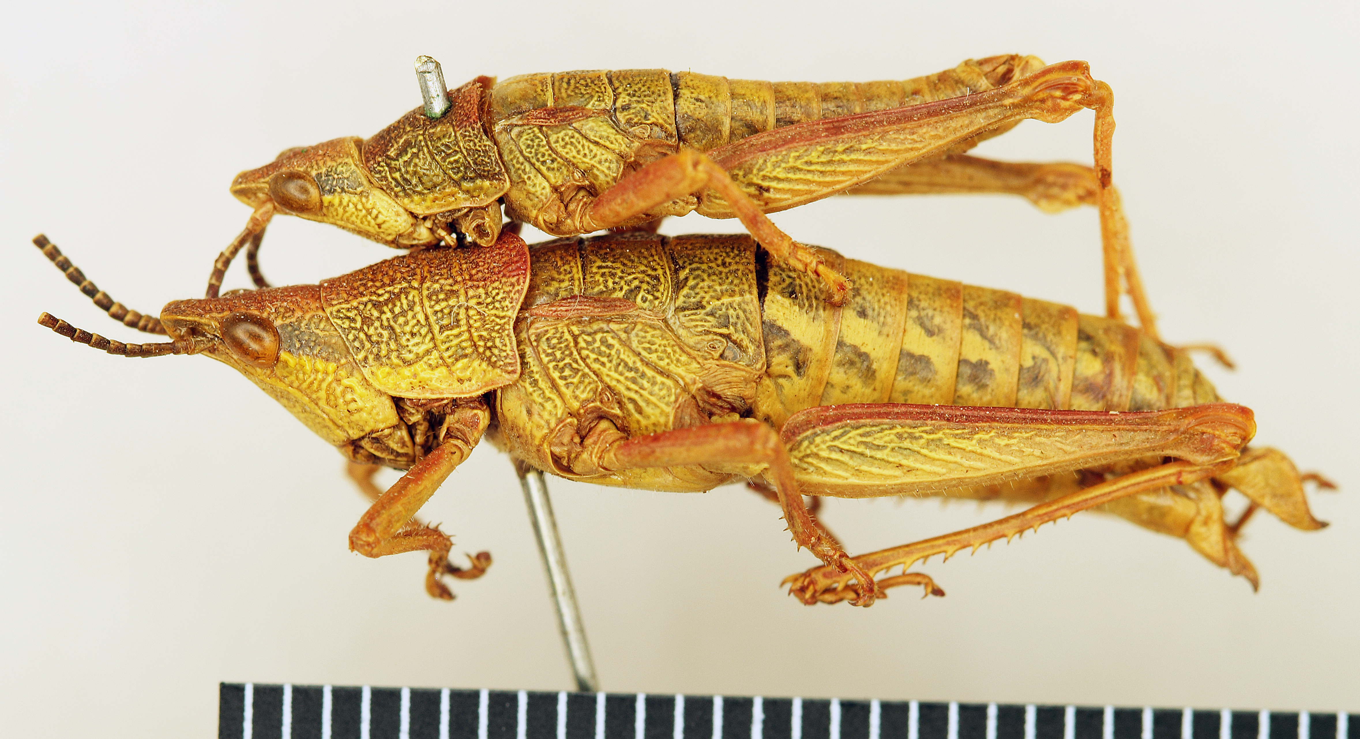 CollectionObject 1518445; 902c32aa-93f2-4d8b-8ec1-eadac4bfc3bb: male and female, lateral view (holotype and paratype). (CollectionObject).