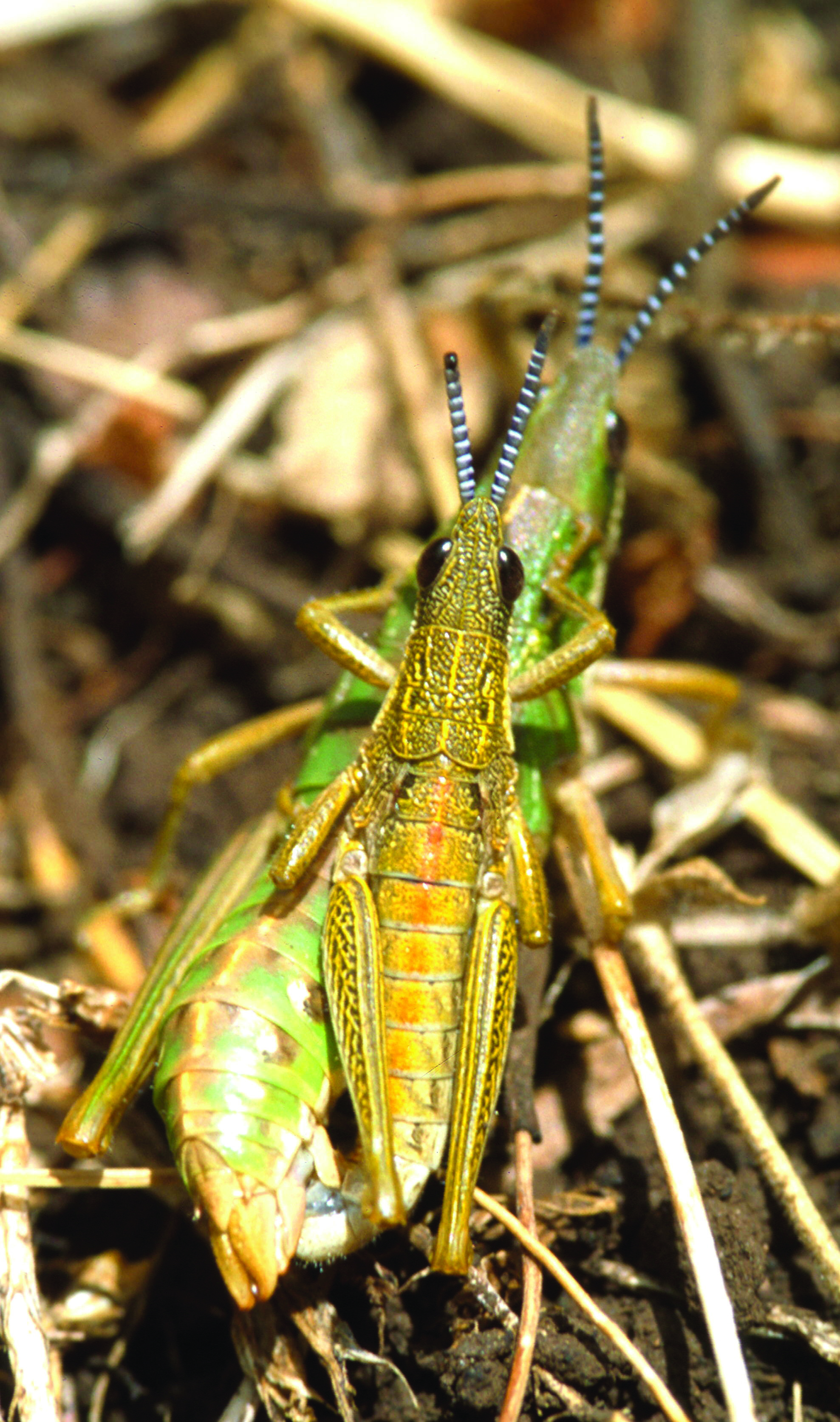 Parasphenula boranensis (Salfi, 1939): male and female (Bale Mountains, Ethiopia). (Otu).
