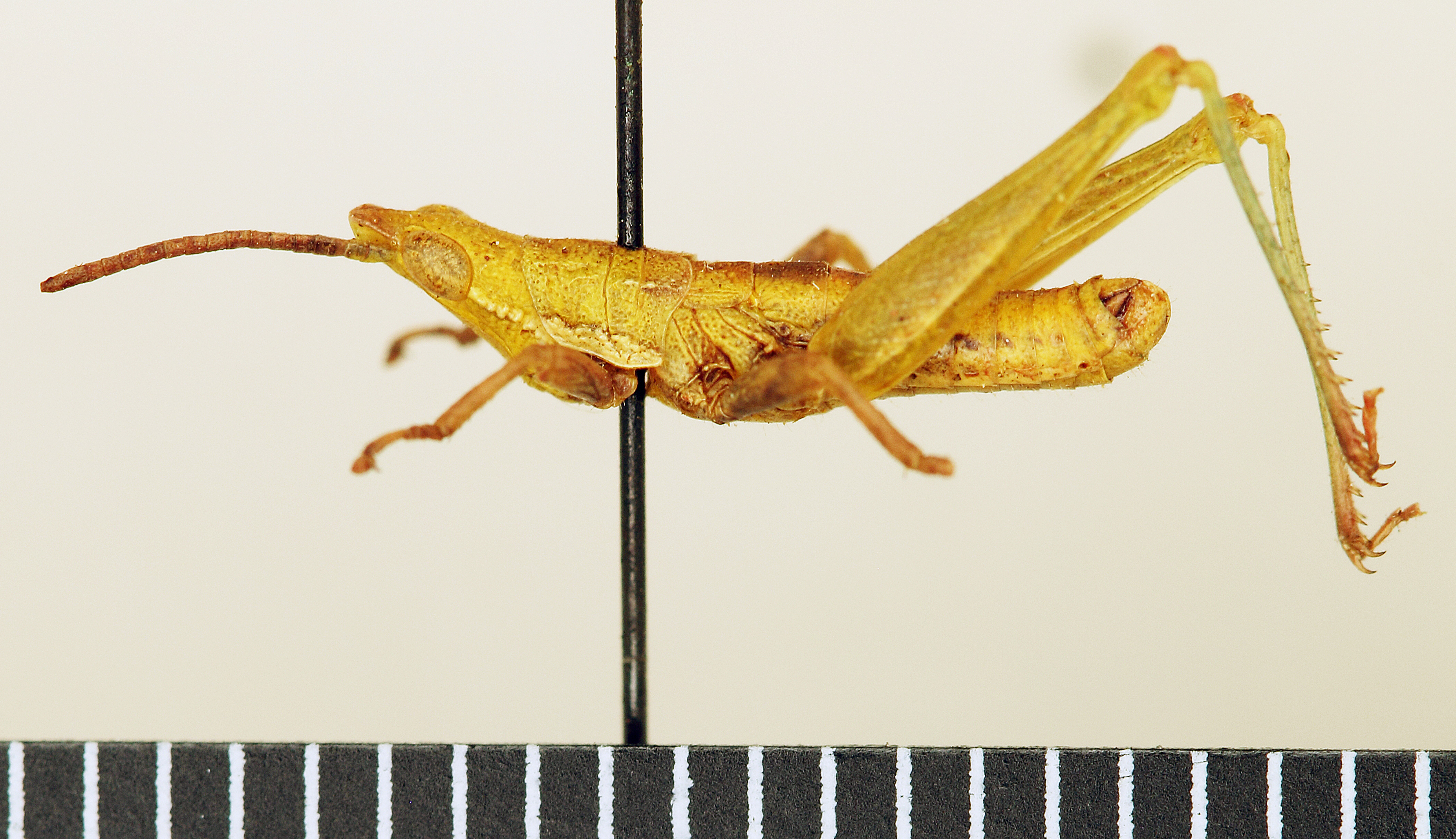 CollectionObject 1518454; 1410885e-aa7f-46ff-93e0-db80e7ec820e: male, lateral view (holotype). (CollectionObject).
