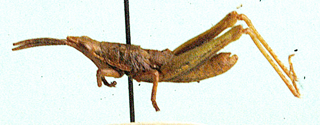 Afrosphenella senecionicola (Key, 1937): male, lateral view. (Otu).
