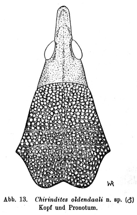 Chirindites odendaali Ramme, 1929: Fig. 13. male head and pronotum, dorsal view (pronotum length 6.5-7.5 mm). (Otu).