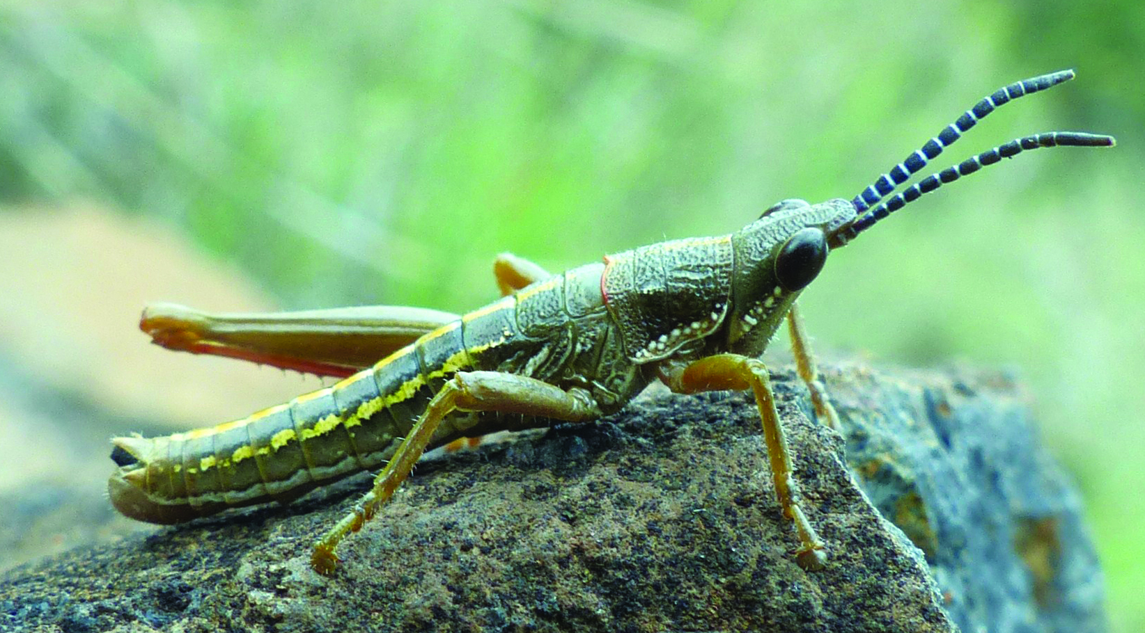 Parasphena campestris Rehn, 1942: male, habitus (Nanyuki, Kenya). (Otu).