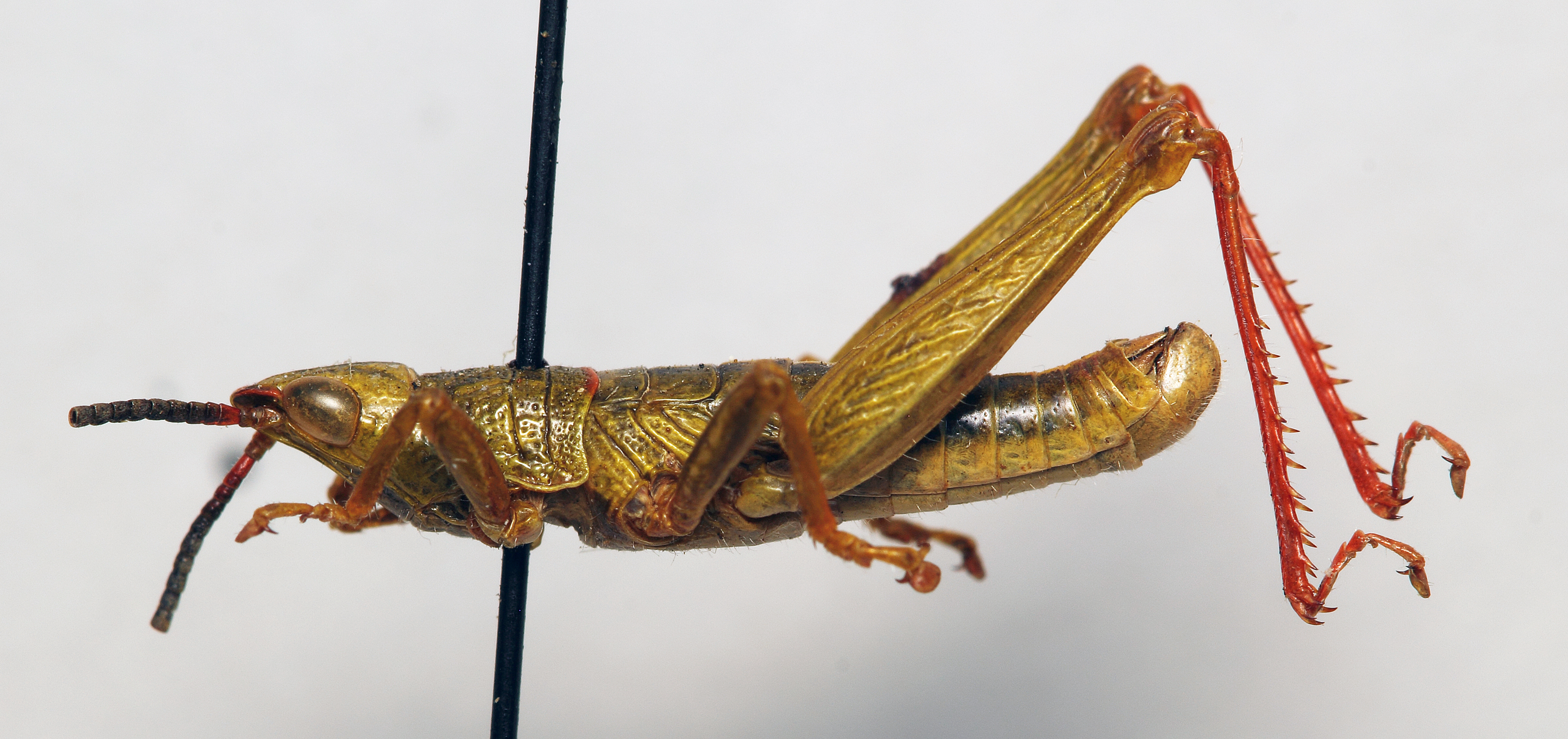 CollectionObject 1540702; 7f5b9f55-a81b-4d9a-b0c1-35a59ae3548f: male, lateral view (holotype). (CollectionObject).