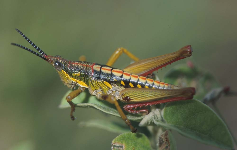 Parasphena chyuluensis Kevan, 1948: male (Kenya, Chyulu Hills). (Otu).