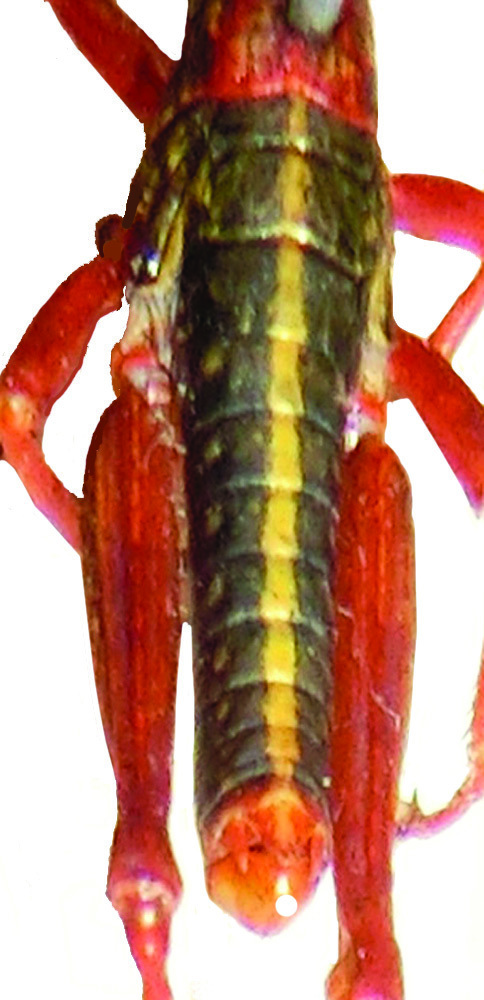 Parasphena imatongensis Rehn, 1942: male, dorsal view. (Otu).