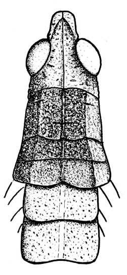 Parasphena kulalensis Kevan, 1956: Fig. 1 A (after holotype). male head and thorax, dorsal view. (Otu).