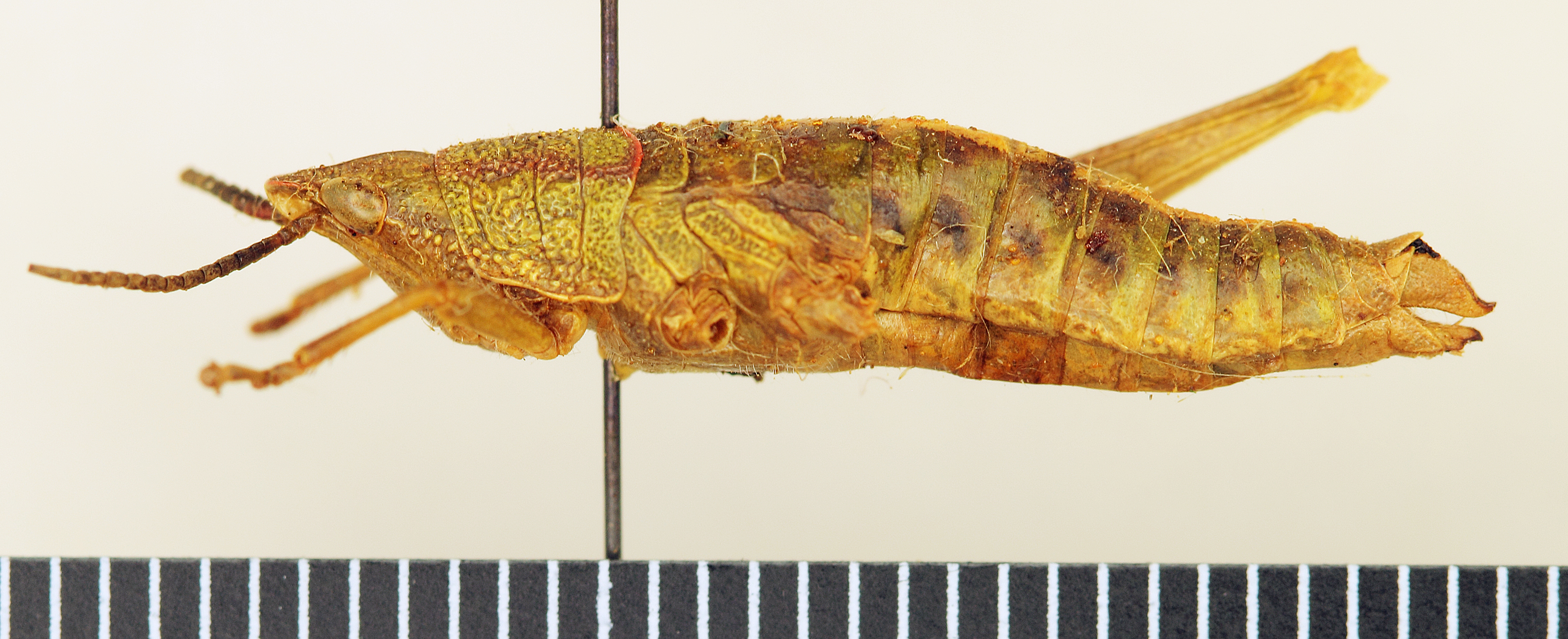 CollectionObject 1518463; e6e20156-63b7-4902-927f-84fd2e7f9b62: female, lateral view (holotype). (CollectionObject).
