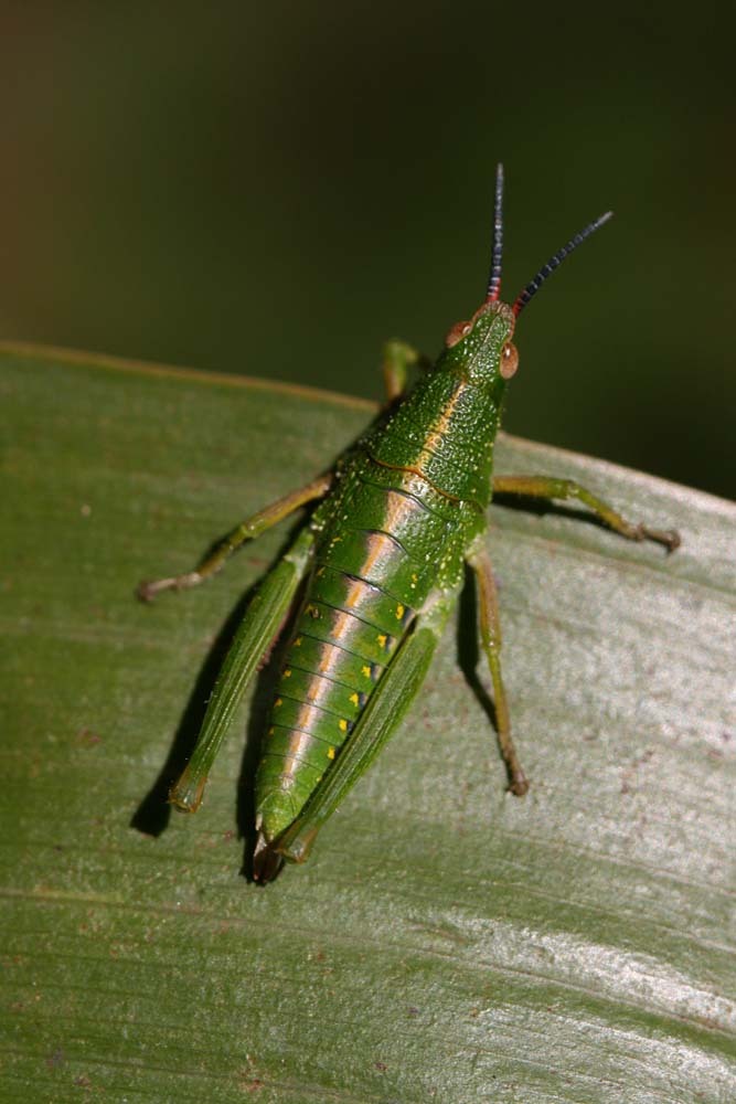 Parasphena ngongensis Kevan, 1948: female, dorsal view (Ngong Hills). (Otu).