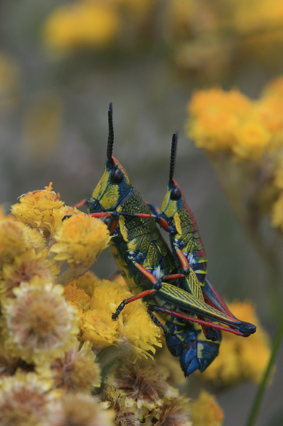 Parasphena pulchripes (Gerstaecker, 1869): pair (Kilimanjaro, Maua, moorland zone, 2700 m). (Otu).