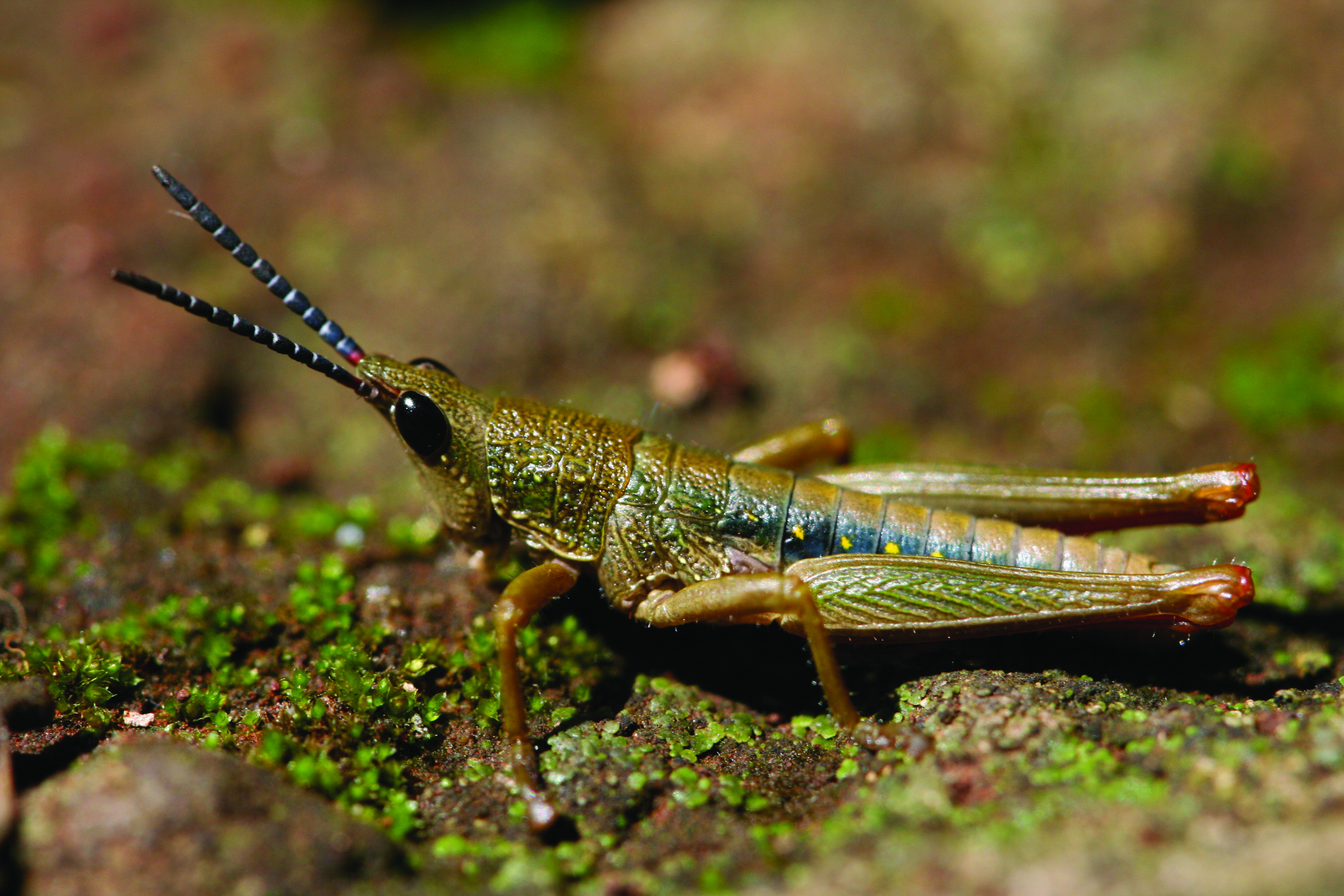 Parasphena keniensis Sjöstedt, 1912: male, lateral view (Limuru, Kenya). (Otu).