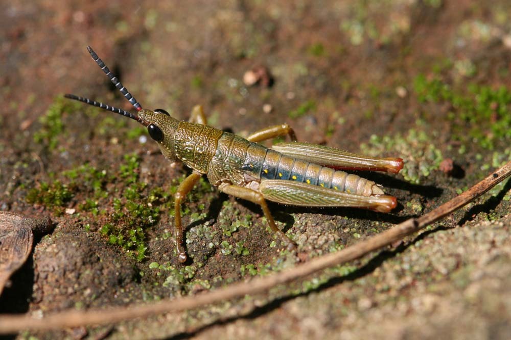 Parasphena keniensis rehni Kevan, 1956: male (Kenya, Kikuyu Escarpment, Limuru). (Otu).