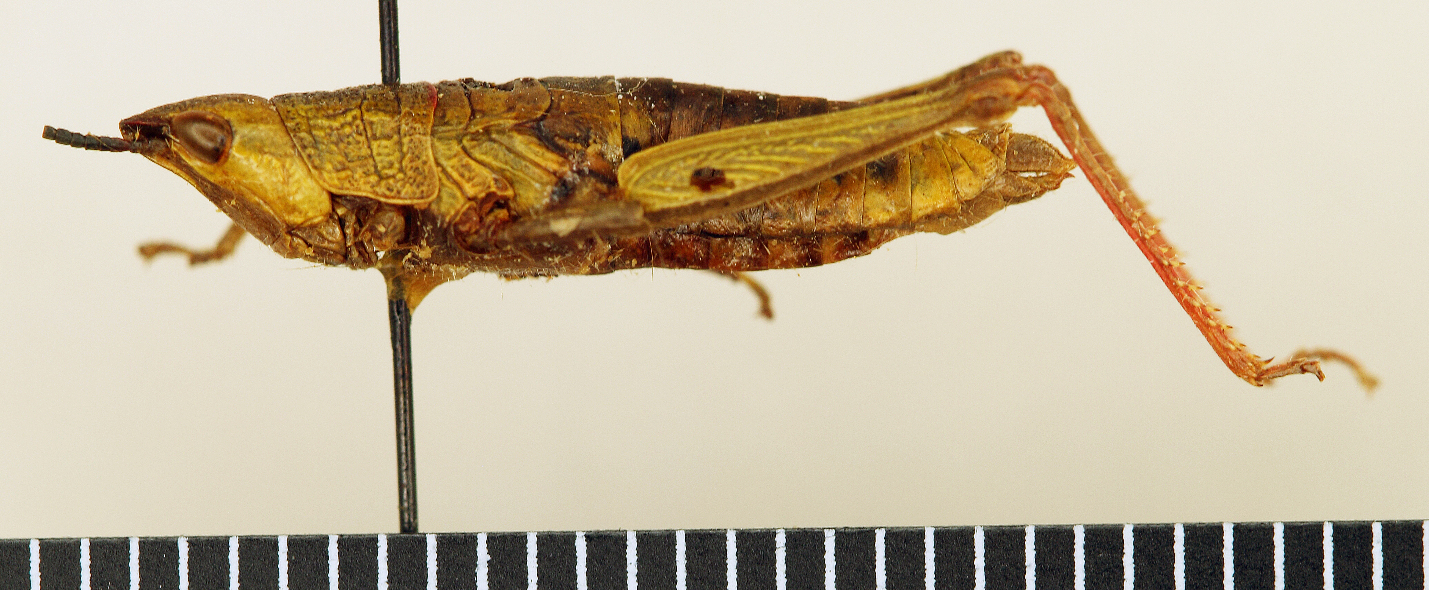 CollectionObject 1518467; 1749fc14-f267-4d78-87e4-0c2a4eab35f6: female, lateral view (holotype). (CollectionObject).