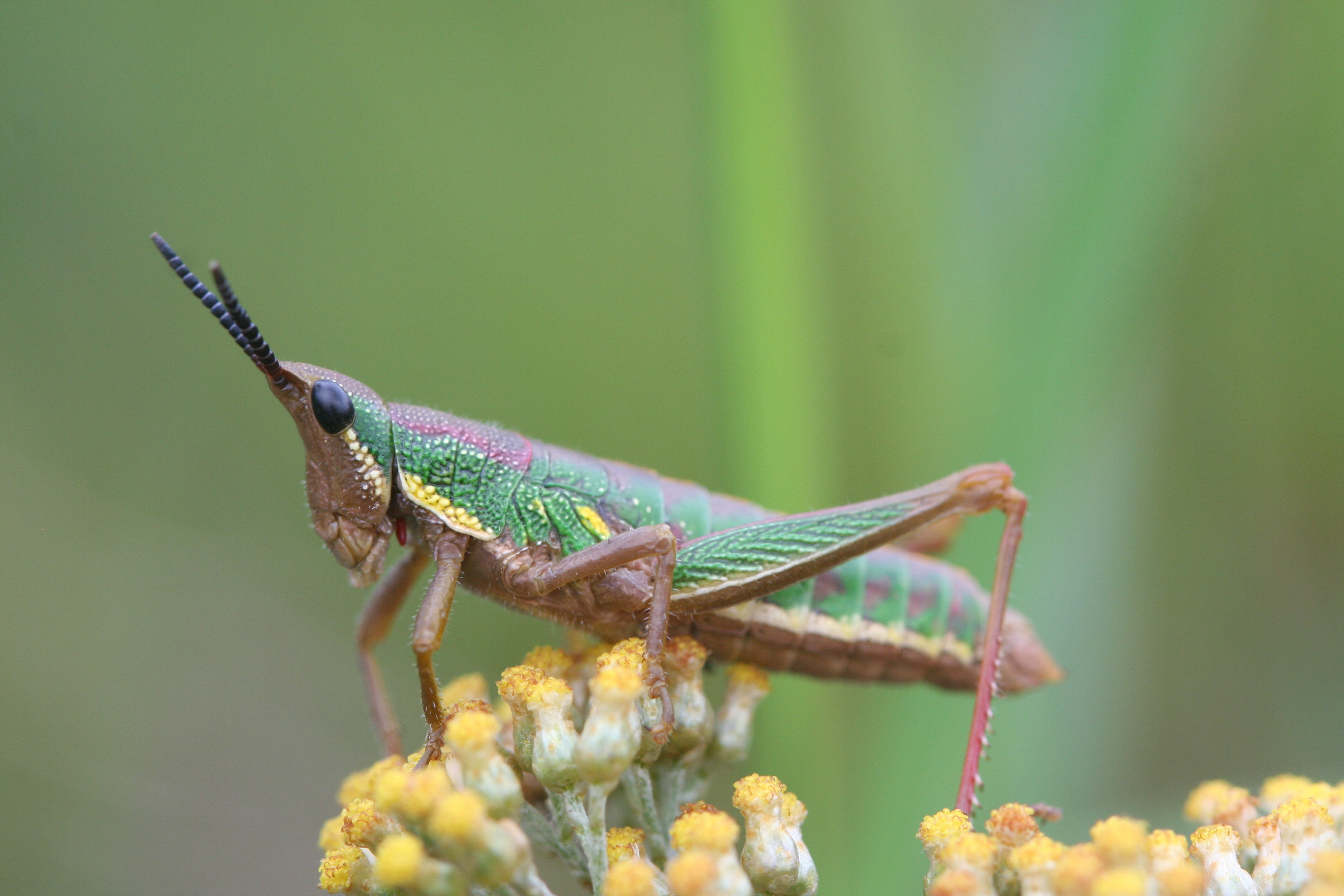 Parasphena meruensis Sjöstedt, 1910: female, lateral view. (Otu).
