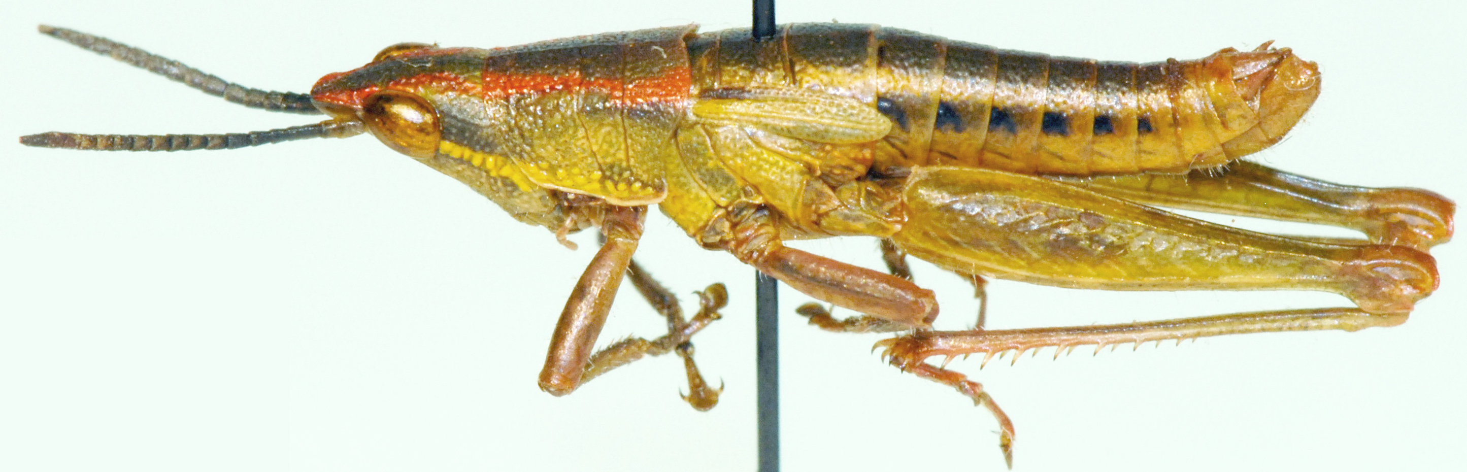 Parasphenella carinata (Bolívar, 1904): male, lateral view. (Otu).