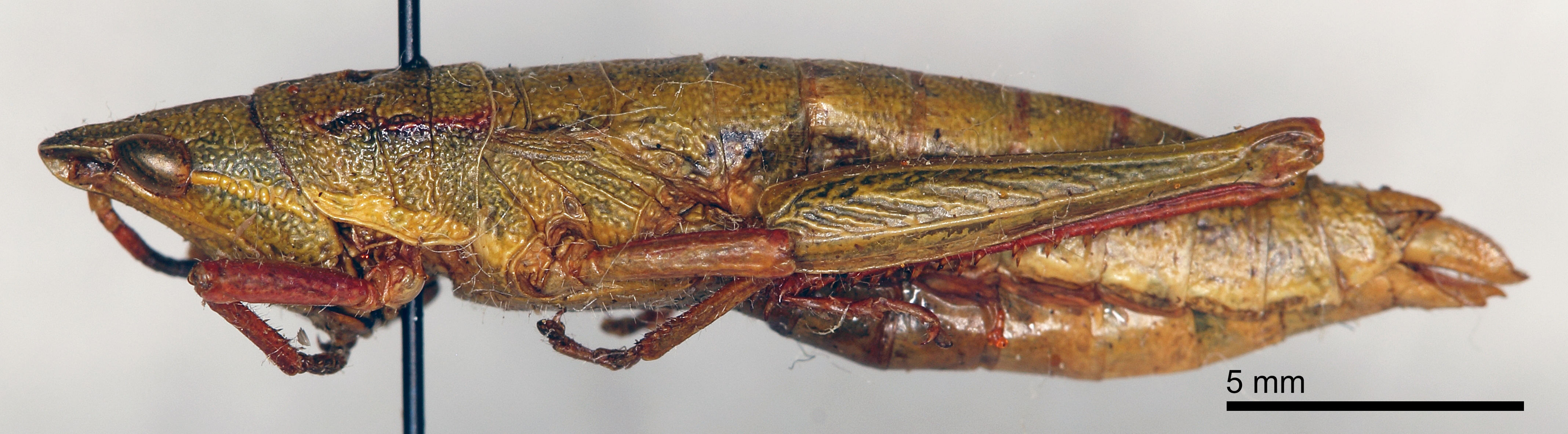 CollectionObject 1535548; a0b9d0a5-44f6-44a1-90fe-eb2047960e65: female, lateral view (lectotype). (CollectionObject).