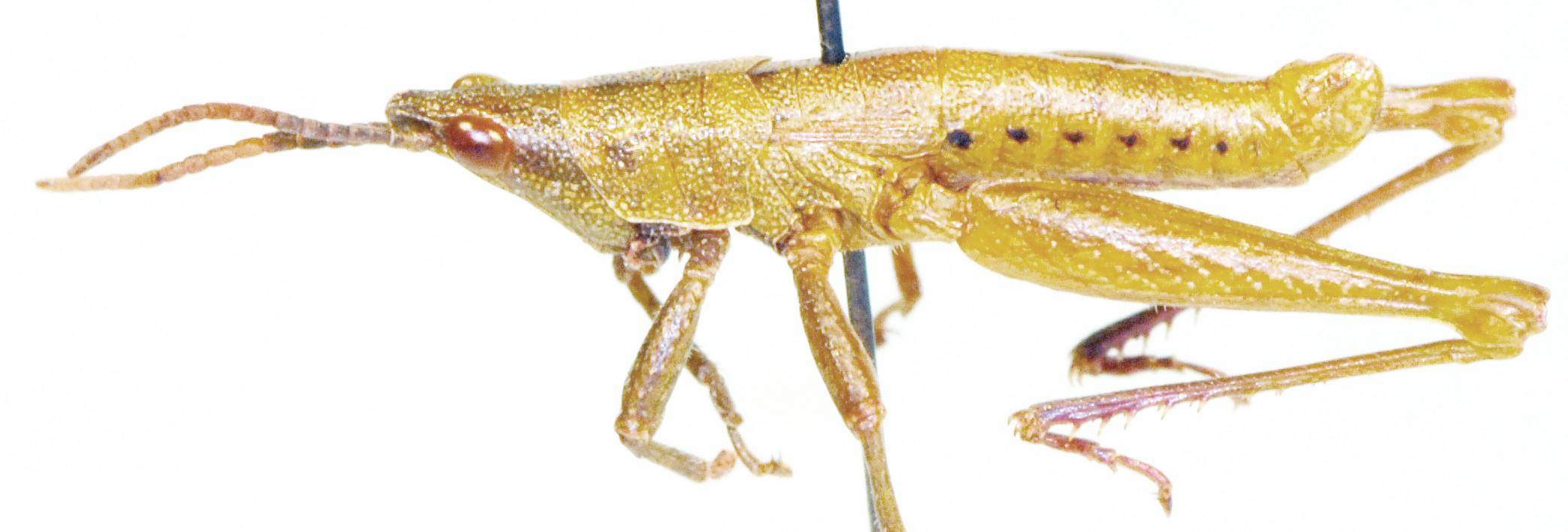 Pezotagasta angolensis (Rehn, 1953): male, lateral view. (Otu).