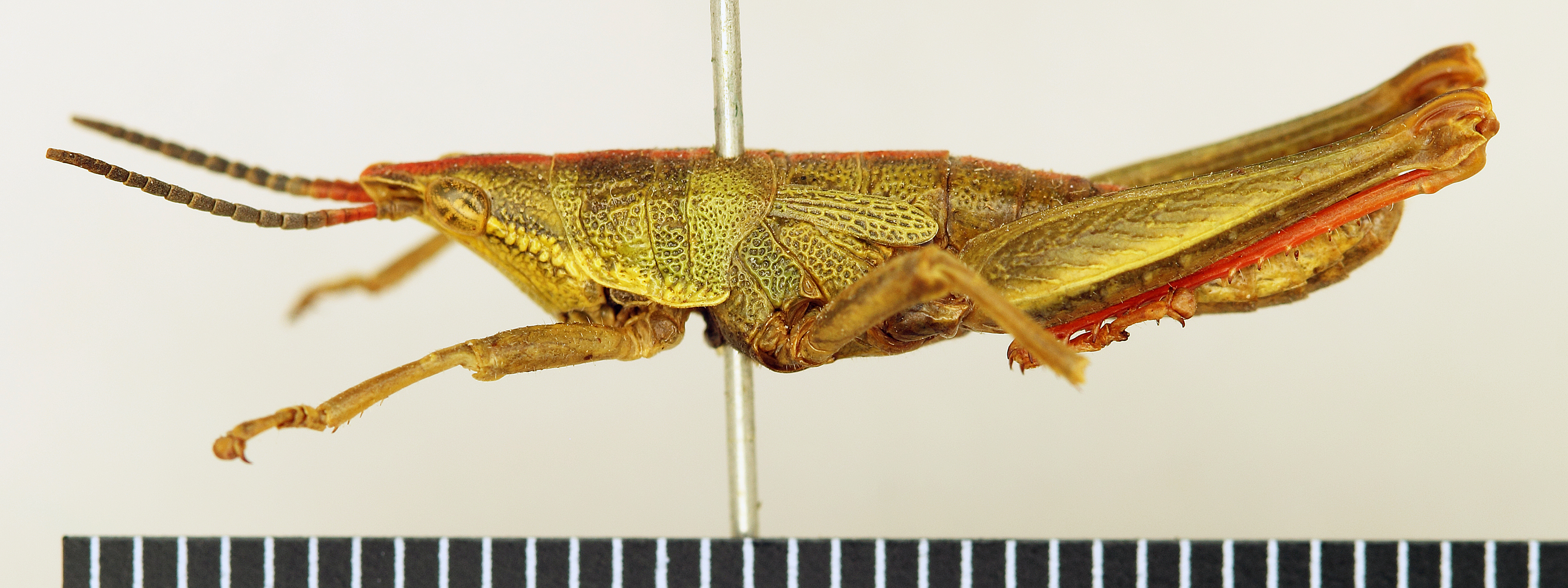 CollectionObject 1518472; 53598579-4ba7-4fbf-85aa-b737d52238bf: male, lateral view (holotype). (CollectionObject).
