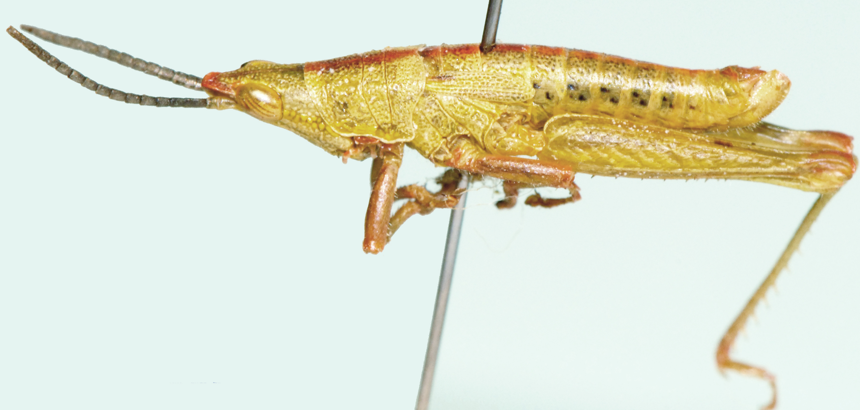 Afrosphena gracilis Kevan, 1956: male, lateral view. (Otu).