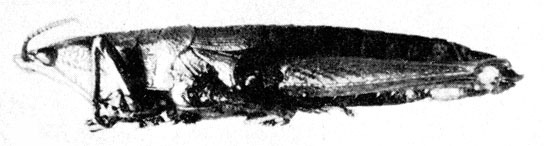 CollectionObject 1479342; bc5a64f9-72f1-4044-a6d7-6dd580c4de6b: female, lateral view (allotype) (body length 32 mm, pronotum 6.5 mm, tegmen 4.7 mm, hind femur 14.5 mm). (CollectionObject).