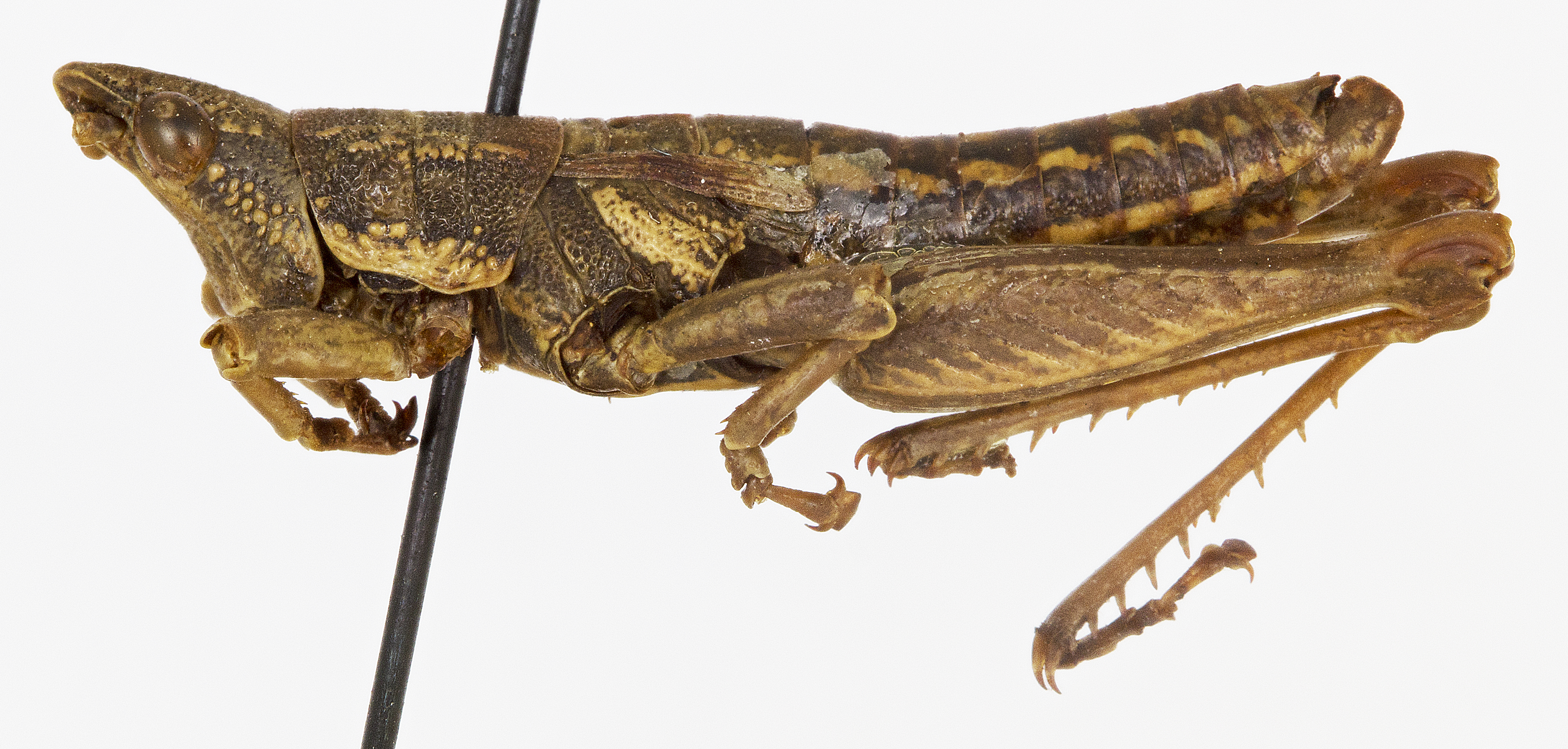 CollectionObject 1523781; 0f311879-1ca1-400d-bba0-968298d86e9c: male, lateral view (holotype). (CollectionObject).