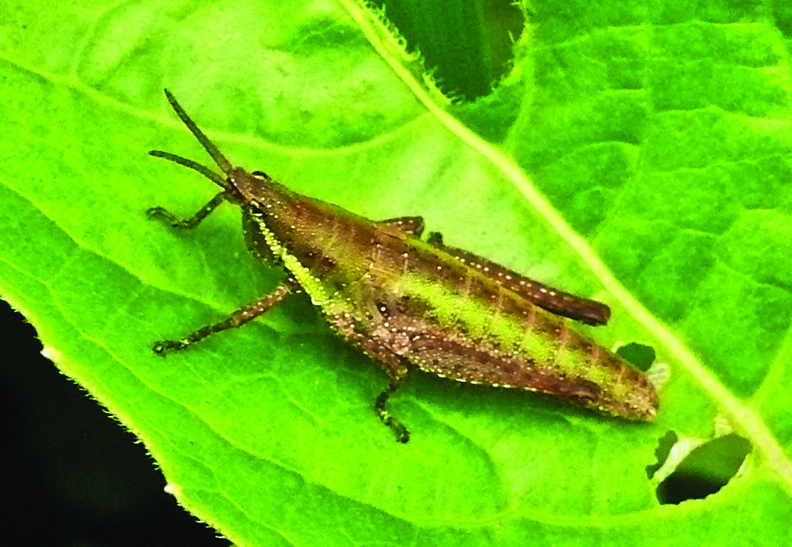 Stenoscepa granulata (Karsch, 1888): male (Iku-Katavi). (Otu).