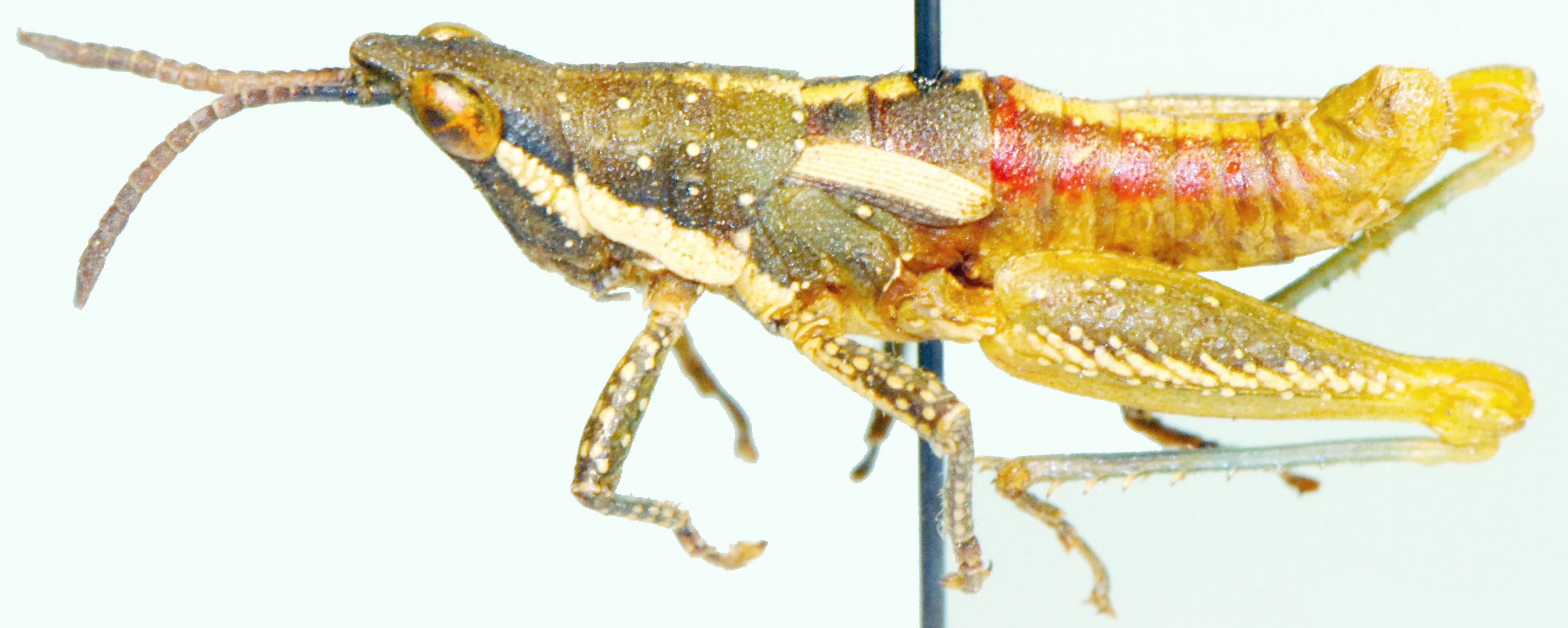 Punctisphena pustulata Kevan, 1961: male, lateral view. (Otu).