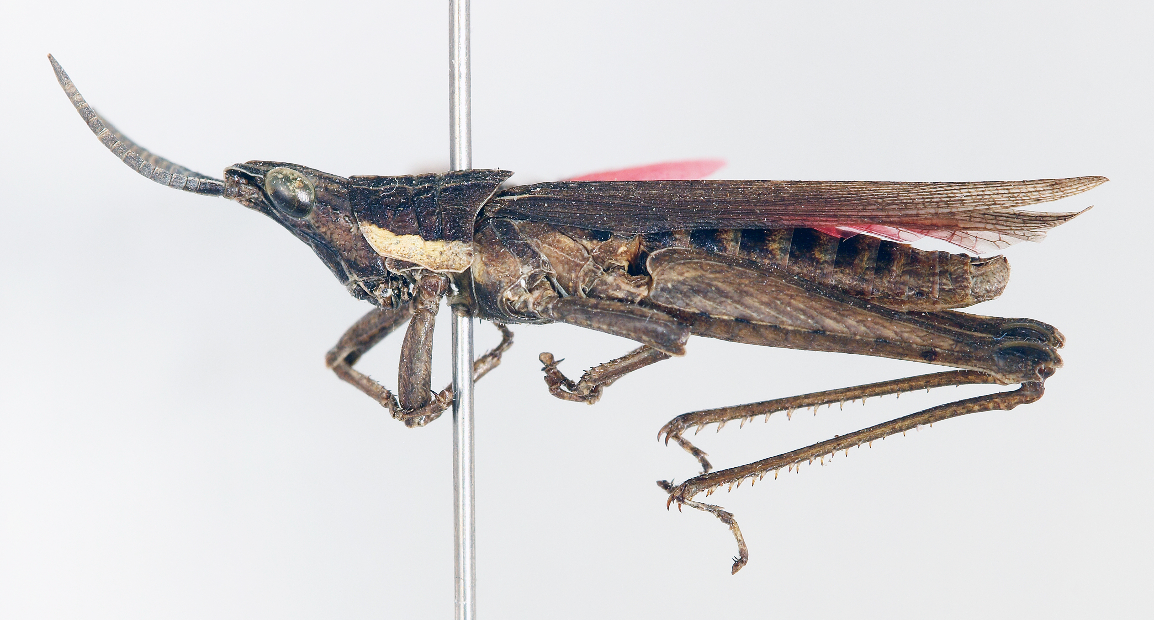 CollectionObject 1477850; eed53e81-def5-4f17-8e04-cab780034661: male, lateral view (holotype). (CollectionObject).
