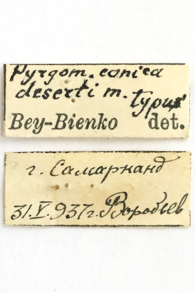 CollectionObject 1528526; e83e84e2-8450-4d2f-b230-59823da6d6a0: female, labels (holotype). (CollectionObject).