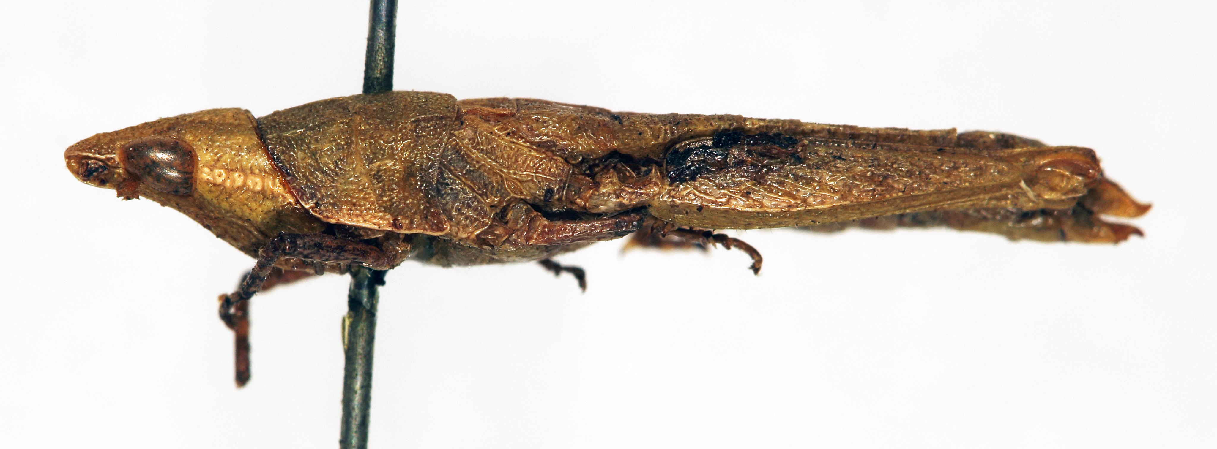 CollectionObject 1540715; aba8c179-29a5-4a51-976e-abffdebfdaea: female, lateral view (lectotype). (CollectionObject).