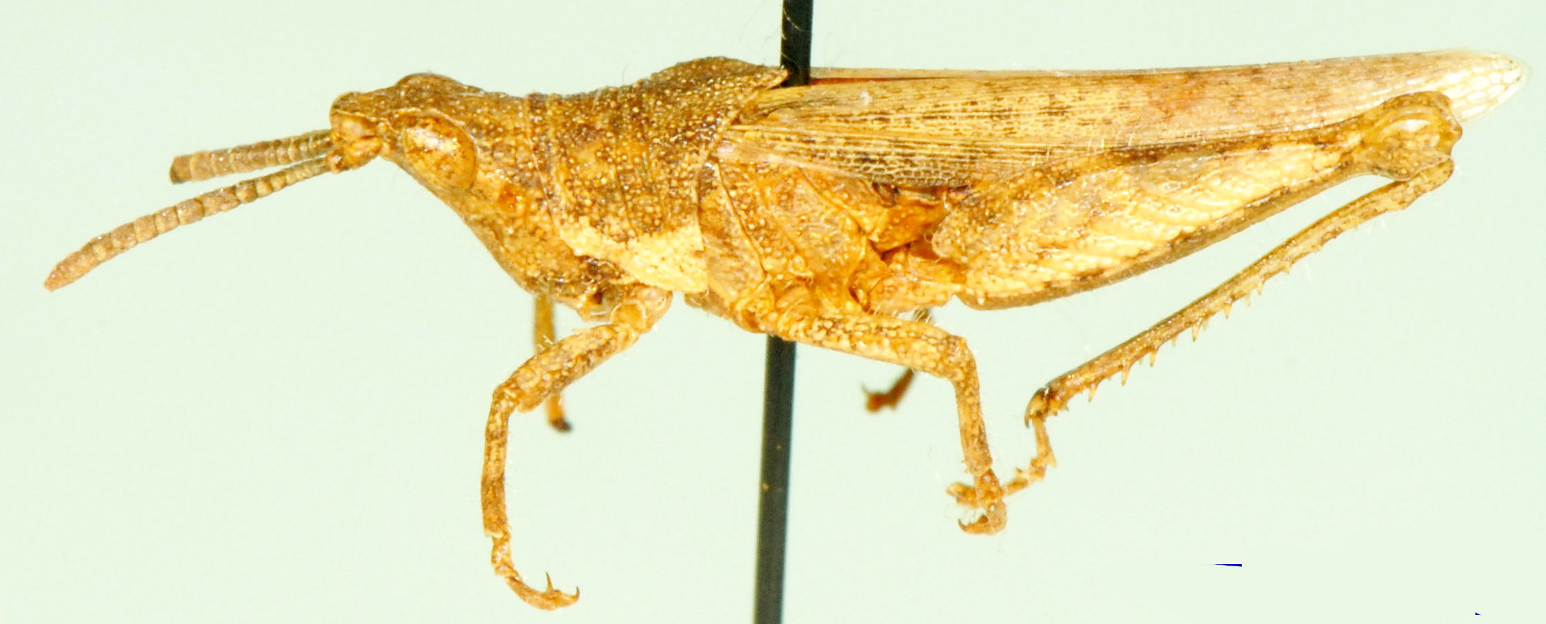 Tanita stulta Bolívar, 1912: lateral view (Tanita obesa). (Otu).