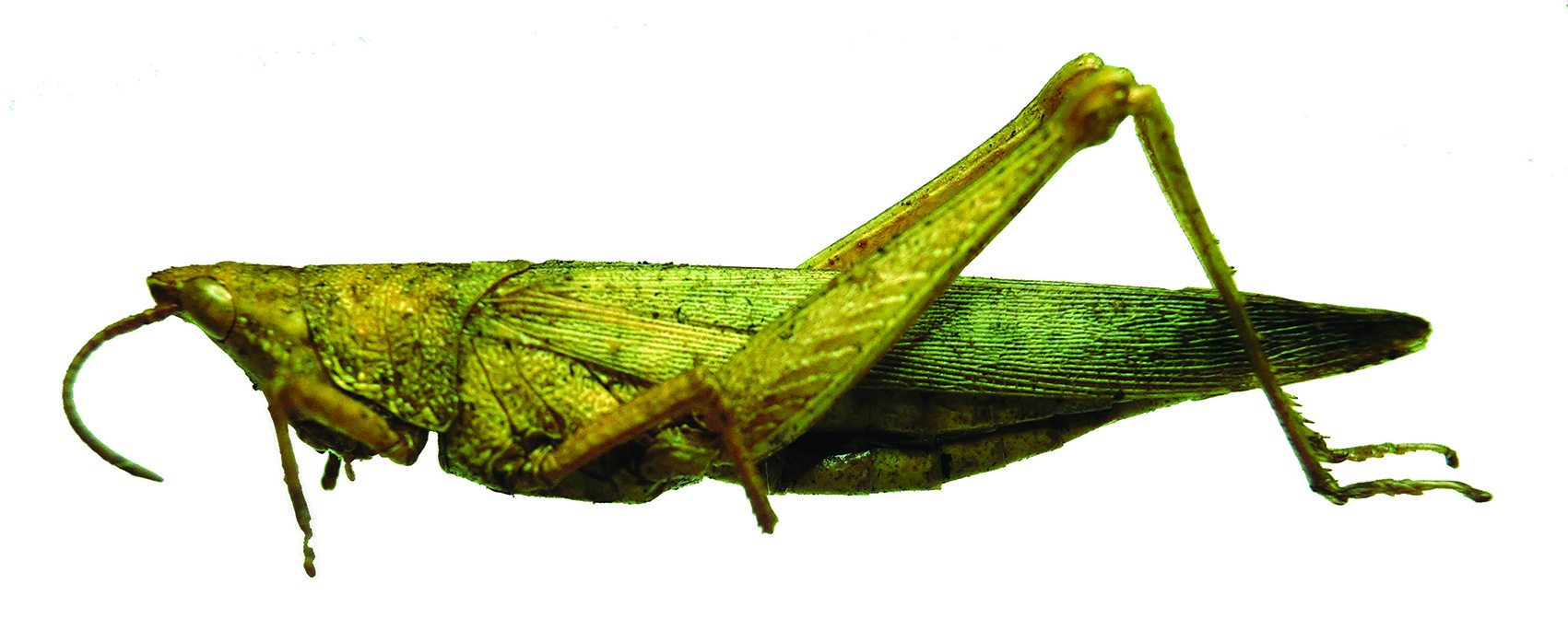 Tanita loosi loosi Bolívar, 1904: female, lateral view (Angola). (Otu).