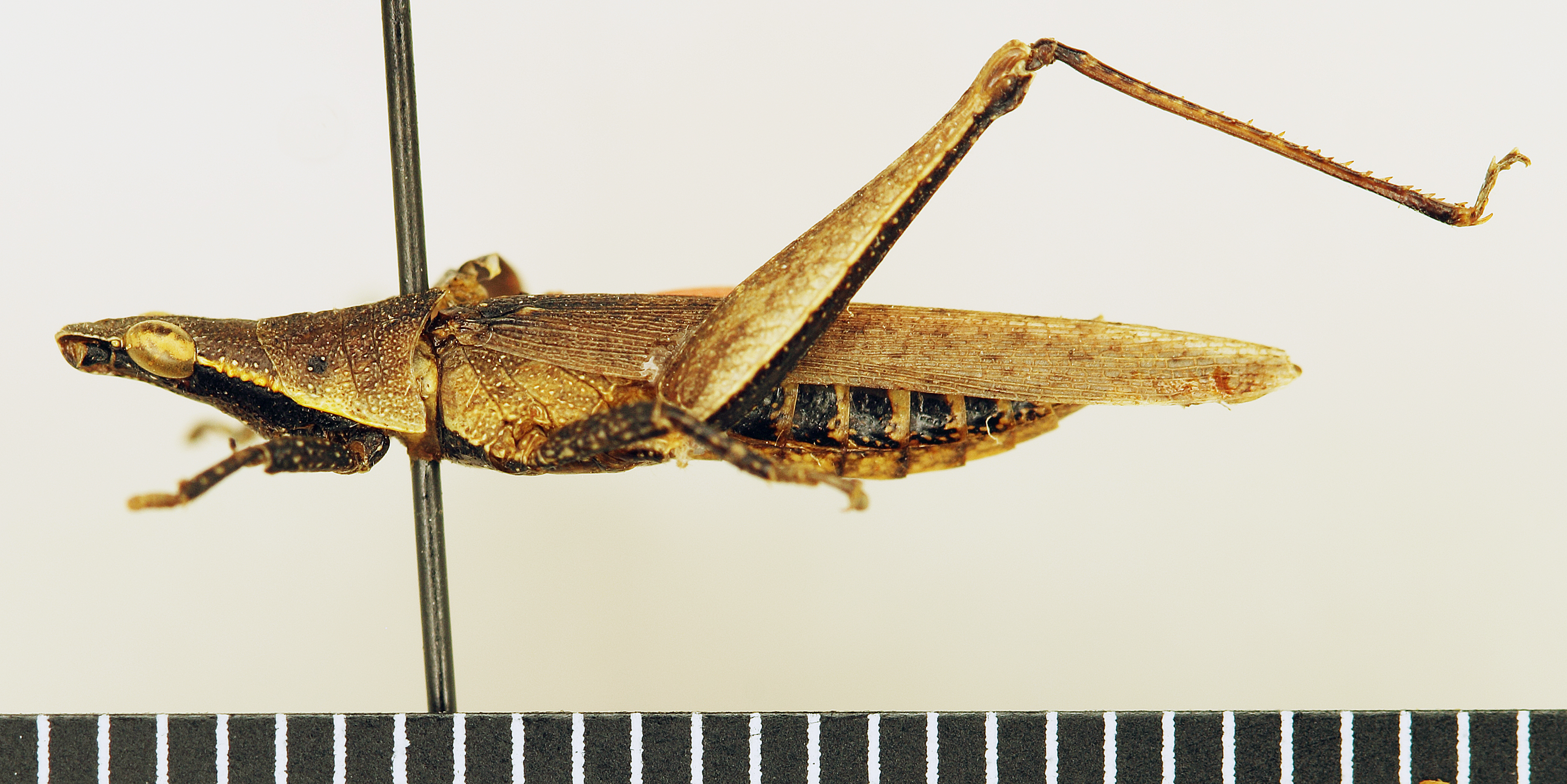 CollectionObject 1518518; 246b388d-b89b-419b-bd39-79d9fef4788b: male, lateral view (holotype). (CollectionObject).