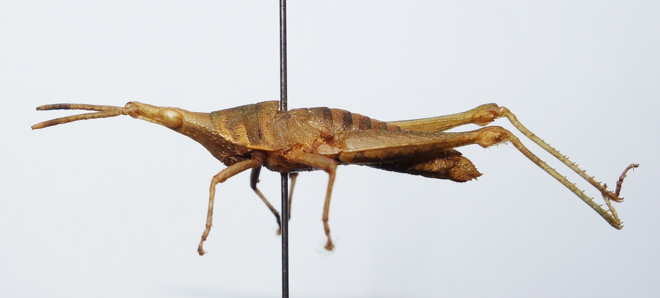 CollectionObject 1568983; edd895e7-5001-401f-853a-6cbe38d05bee: female, lateral view. (CollectionObject).