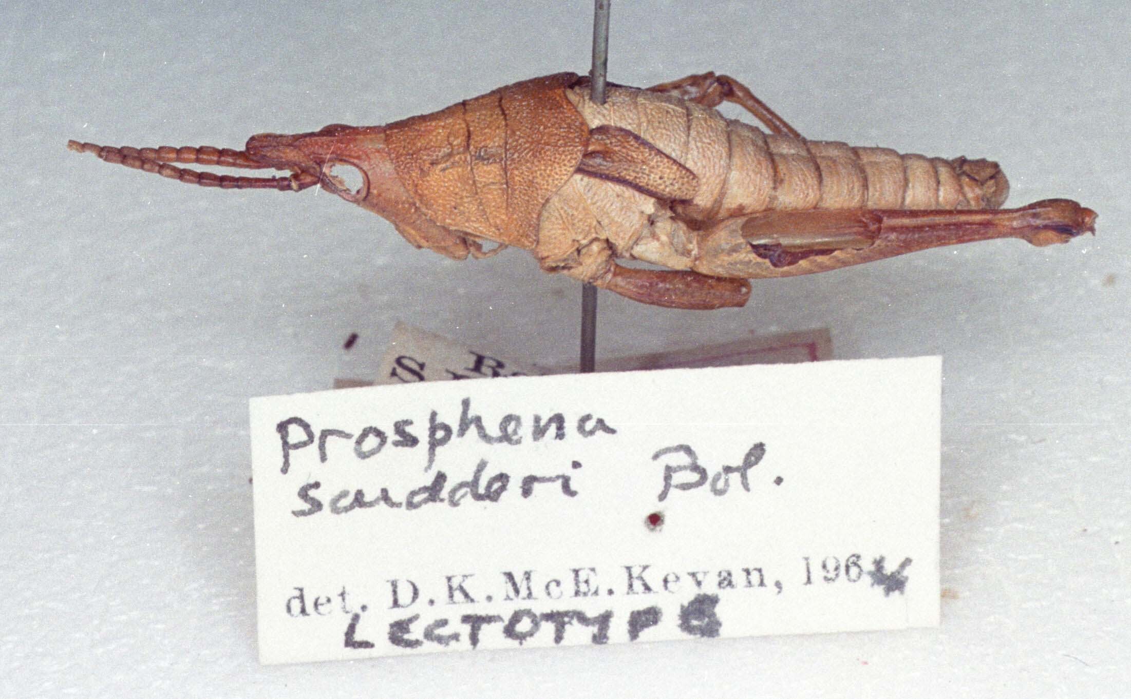 CollectionObject 1523784; 4c96a9a0-a388-4402-a063-3b348d3ee625: male, lateral view (lectotype). (CollectionObject).