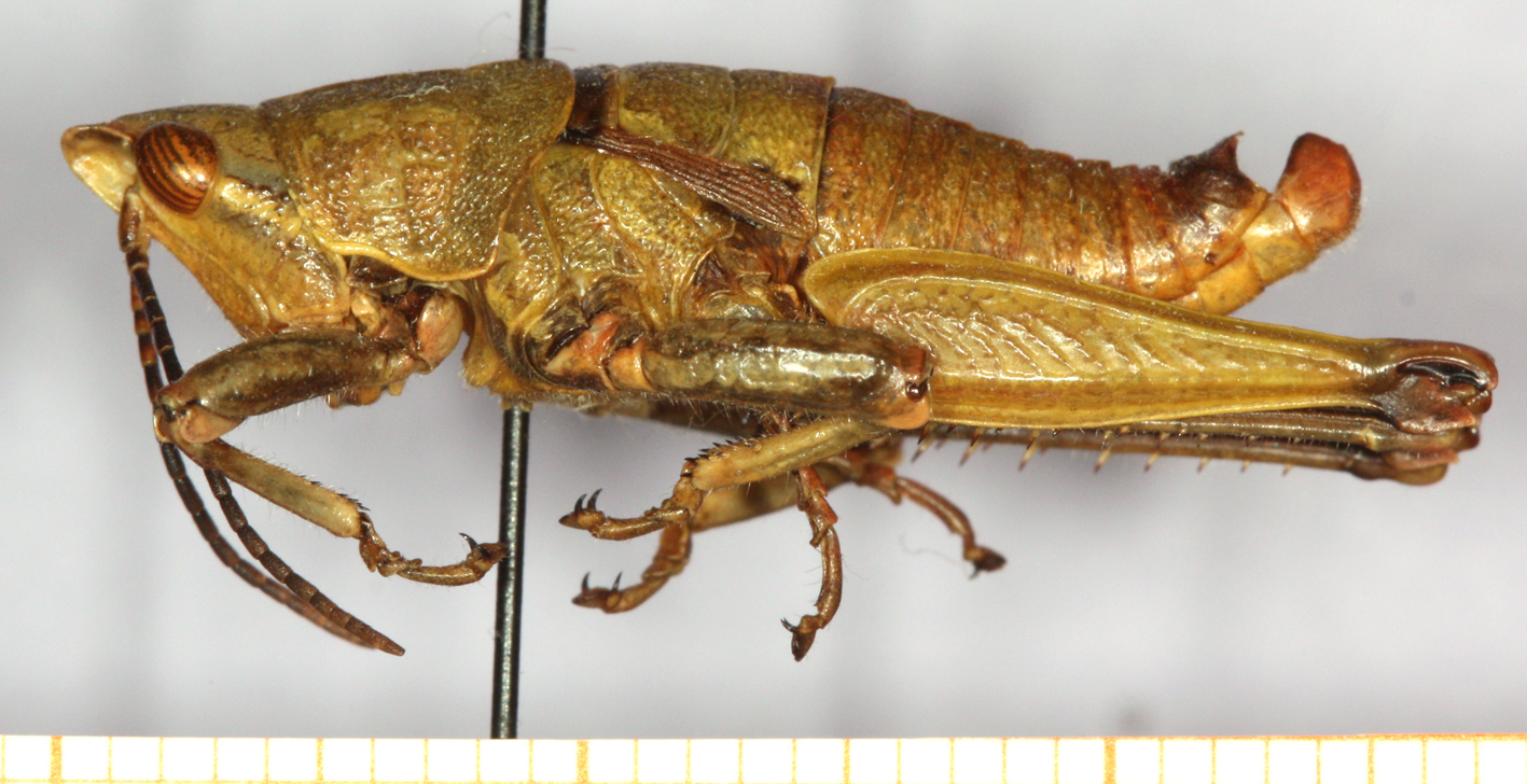 CollectionObject 1499417; d032b935-7bc1-42c3-96d7-35068ea9cd7f: male, lateral view (holotype). (CollectionObject).