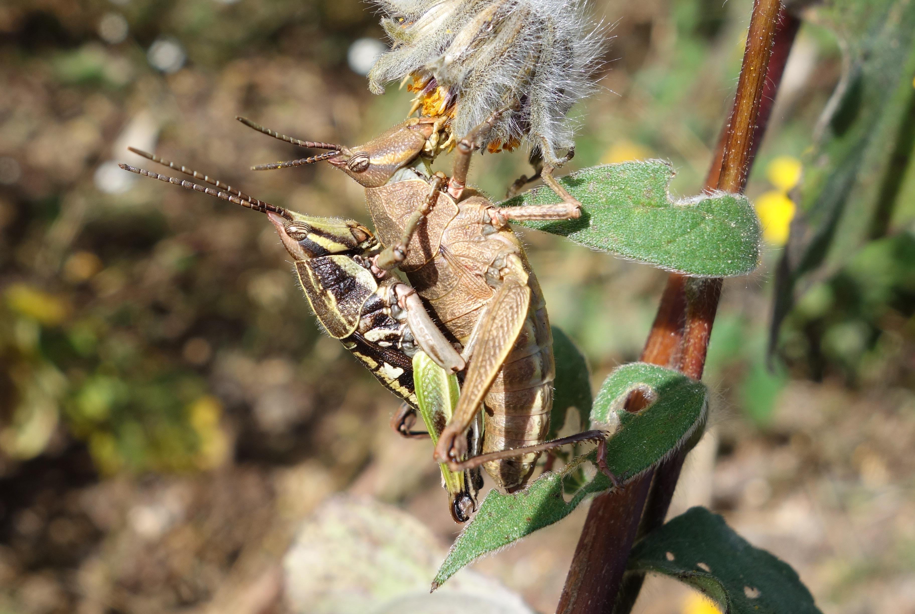 Sphenarium rugosum Bruner, 1906: couple. (Otu).