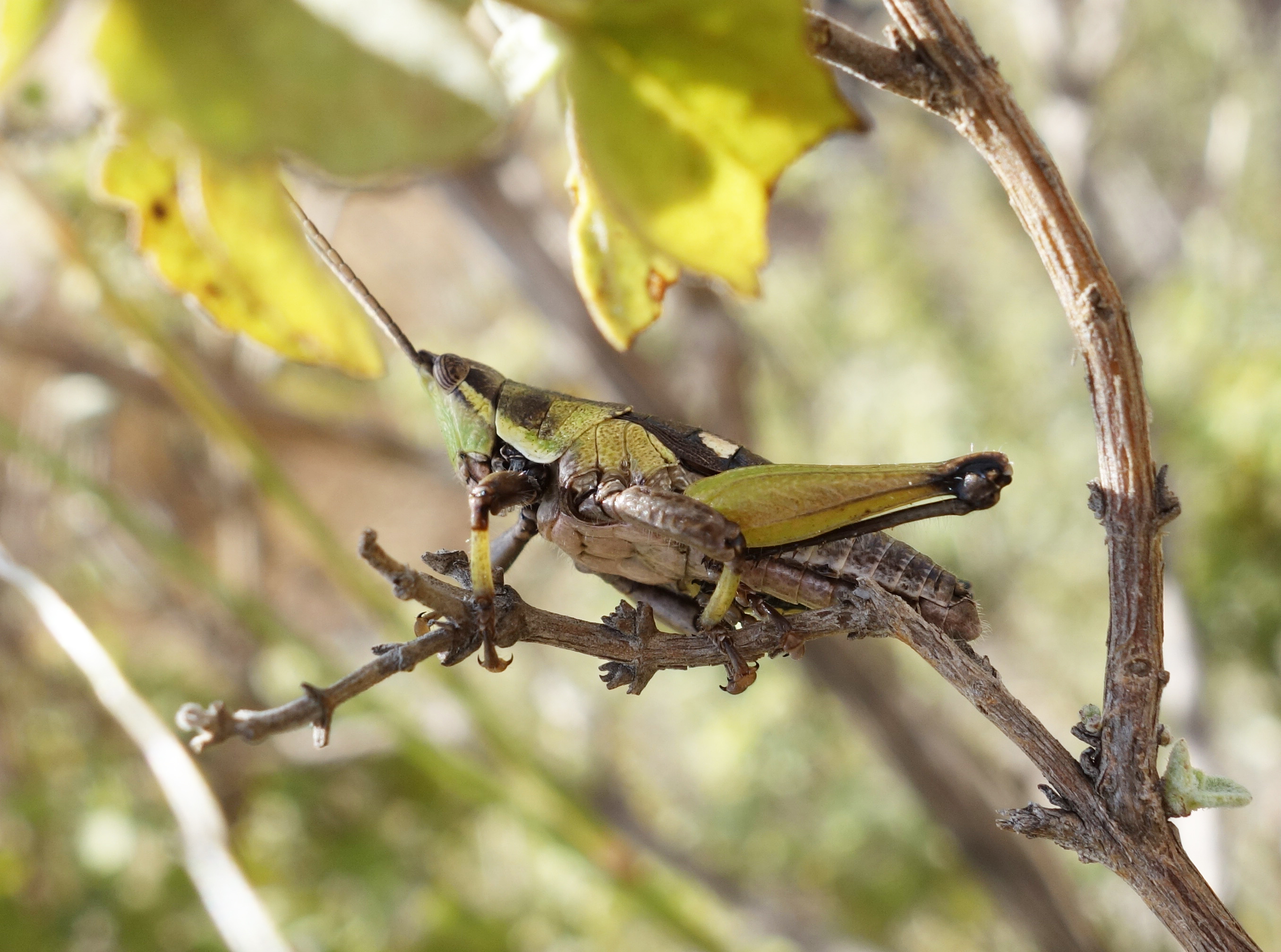 Sphenarium variabile Kevan & Boyle, 1978: male. (Otu).