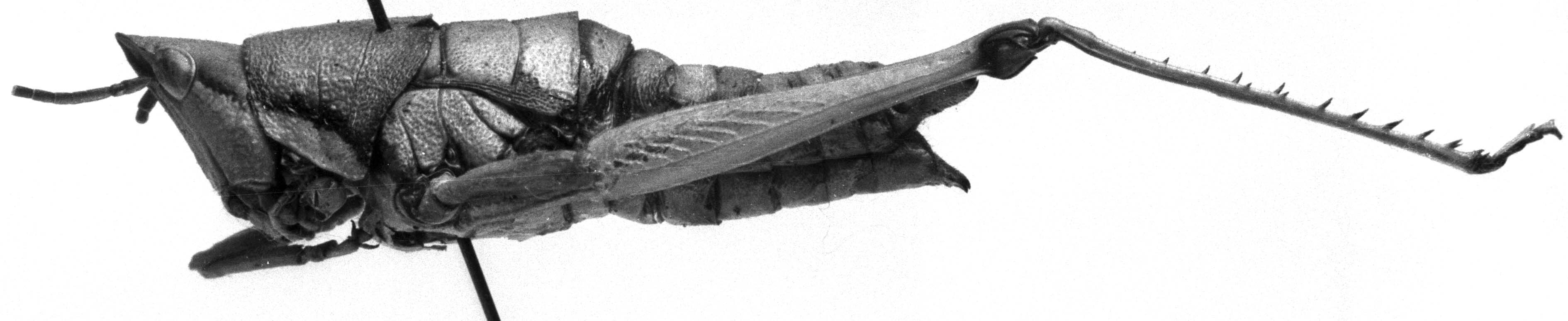 Sphenarium mexicanum Saussure, 1859: Image Carbonell, C.S. female, lateral view (Sphenarium ictericum, possibly paralectotype). (Otu).