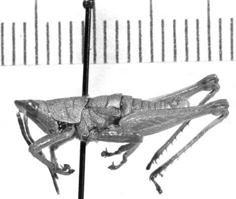 CollectionObject 1523786; 36b1068b-edfc-4504-b398-7d368dcc452f: male, lateral view (holotype). (CollectionObject).