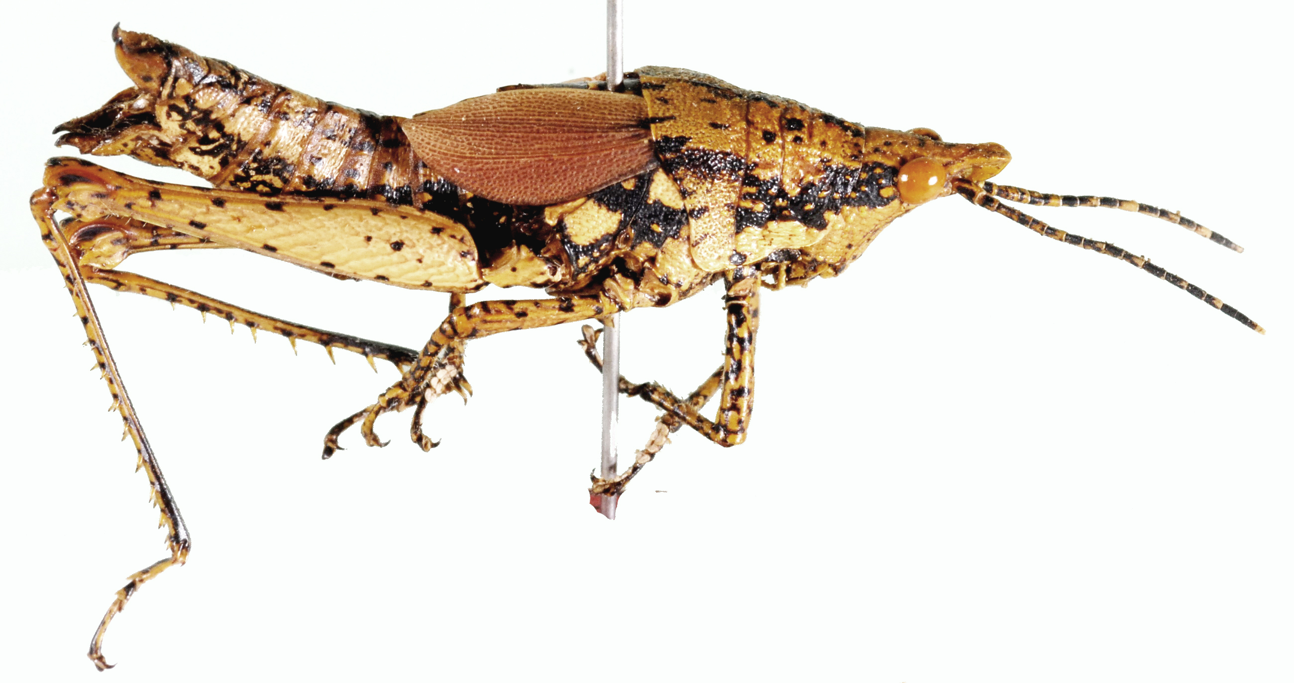 Rubellia nigrosignata Stål, 1875: female, lateral view. (Otu).
