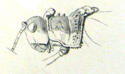 Aularches miliaris miliaris (Linnaeus, 1758): Pl. III, 23. head and pronotum of female, lateral view. (Otu).