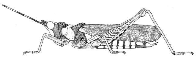Taphronota (Taphronota) ferruginea ferruginea (Fabricius, 1781): Page 63, Figure 1. female habitus. (Otu).