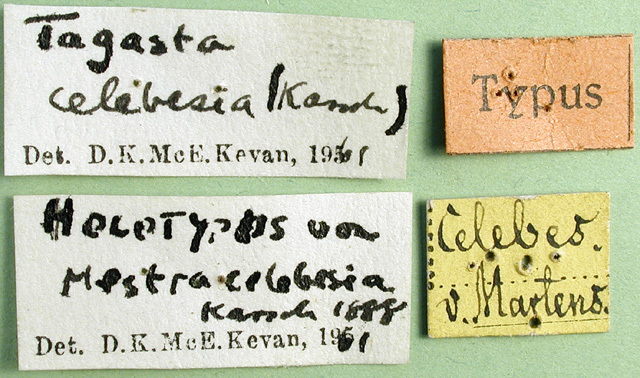 CollectionObject 1501071; 693e78cf-de1b-4a32-8ab8-e4c6d00416ea: labels (holotype). (CollectionObject).