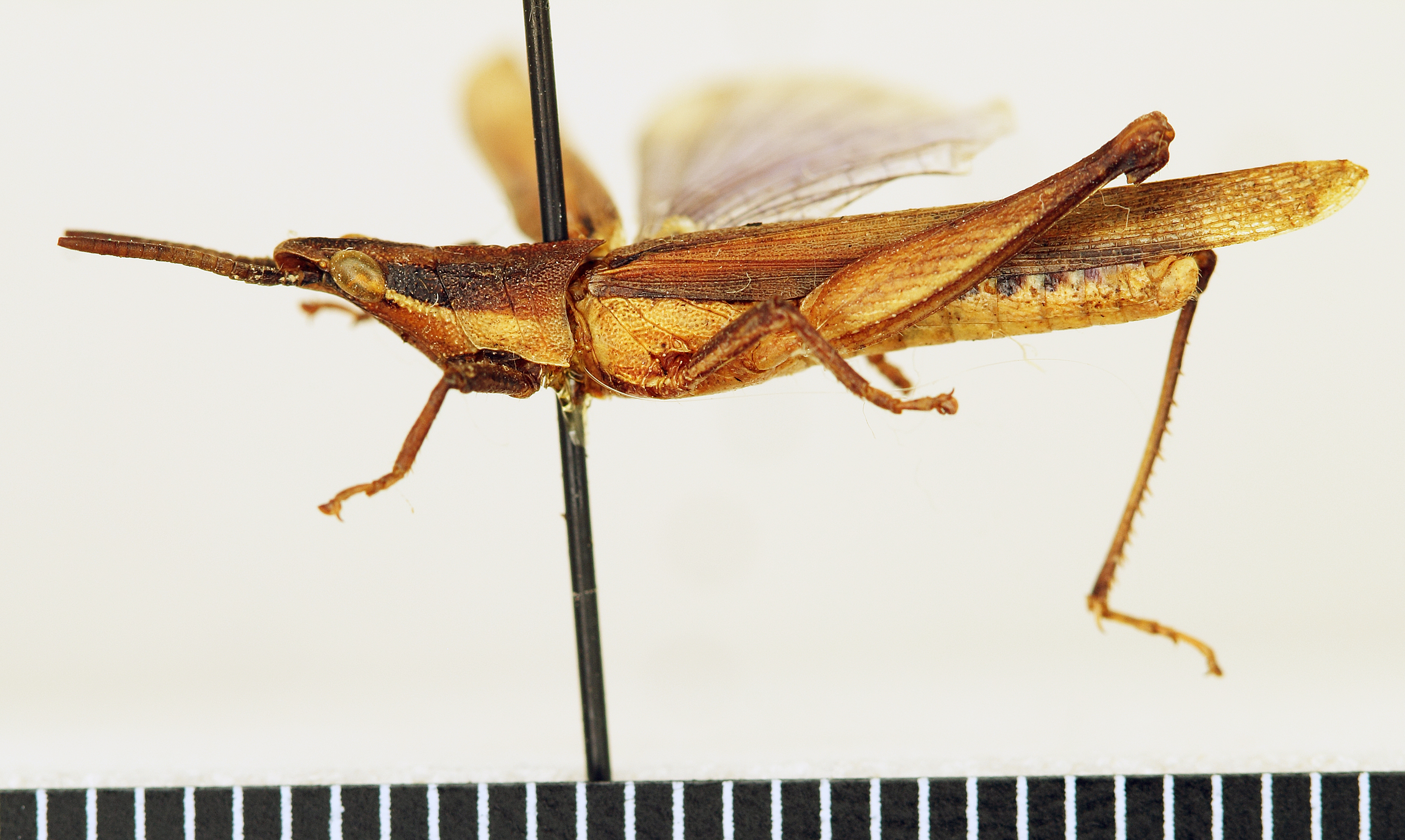 CollectionObject 1477857; f6917e57-a42a-444f-a108-71651db214cb: male, lateral view (paratype). (CollectionObject).